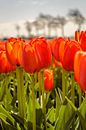Tulips standing tall van Yvon van der Wijk thumbnail