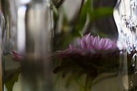 Asters gevangen in glas 2