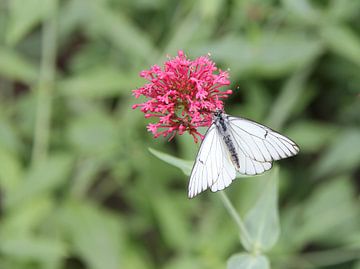 Veined white. by Jose Lok