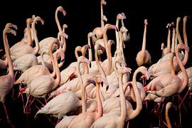 Flamingo van Vivian van den Ende