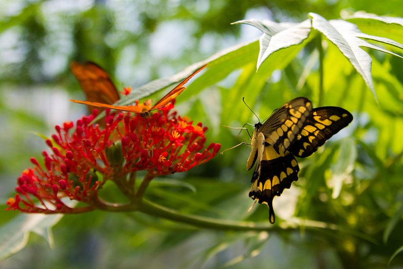 swallowtail in flight by Mario Driessen