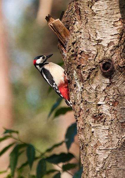 Le pic épeiche est si beau avec son rouge. par Natuurpracht   Kees Doornenbal