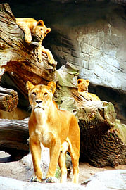 A lioness with two cubs – an animal portrait in warm light by Laura Georgi Tier- und Ladschaftsfotografie