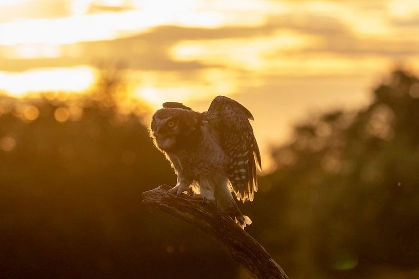 Sparrow hawk in the light of a setting sun by Michelle Peeters