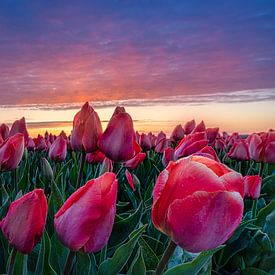 Dewdrops on the tulips by Rene Siebring
