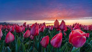 Dauwdruppels op de tulpen van Rene Siebring