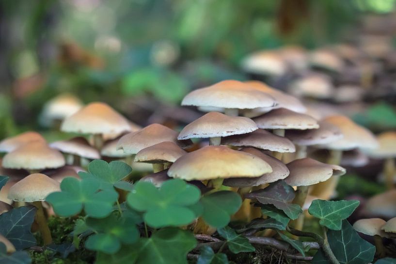 Pilze im Klee von Jürgen Döring