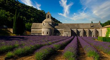 Lavendelveld in de Luberon van Tanja Voigt