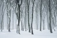 Dansende bomen in de sneeuw | Natuurfotografie | Bos op de Veluwe van Marijn Alons thumbnail