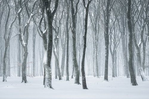 Dancing trees in the snow | Nature Photography | Forest on the Veluwe