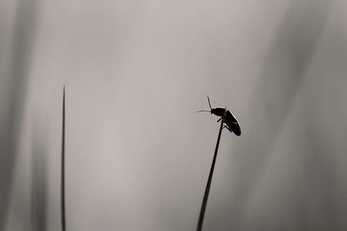 A skipjack in the dunes of Terschelling