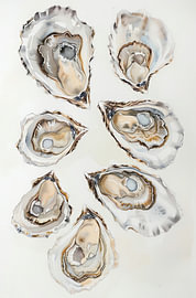 Collection Oyster II sur Bob Cintron