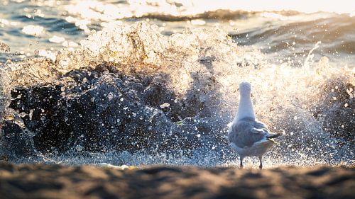 Möwe beobachtet die Wellen an der Ostsee