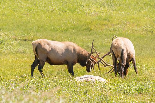 Vechtende herten tijdens de bronst