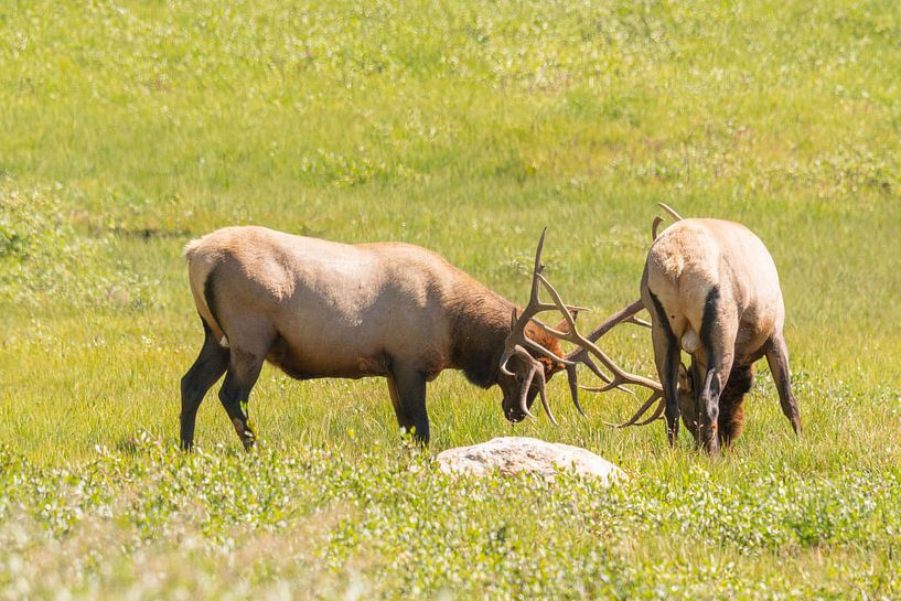 Kämpfender Hirsch während der Brunftzeit von Louise Poortvliet