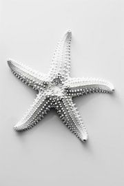 Seestern von Poster Art Shop