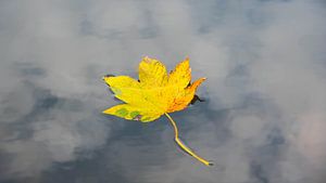 Einsames Blatt im See