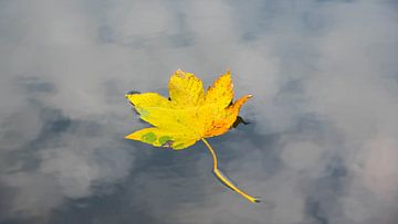 Feuille solitaire dans le lac sur Tanja Voigt