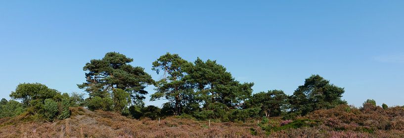 Waldkiefern von Wim vd Neut