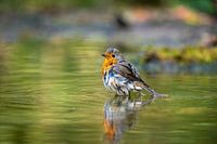 robin in bath