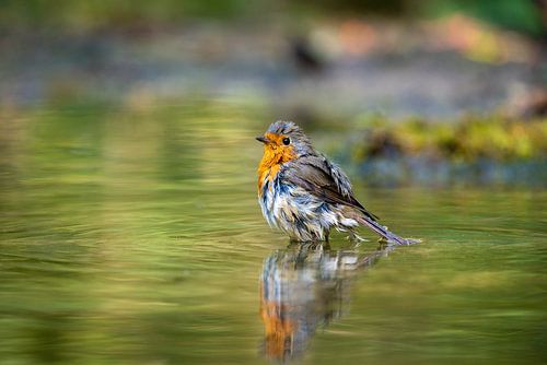 robin dans le bain