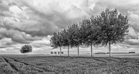 Polder landscape by Reint van Wijk thumbnail