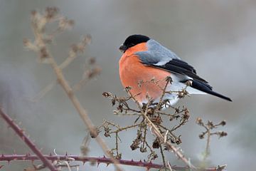 Bullfinch in winter by Eric Wander