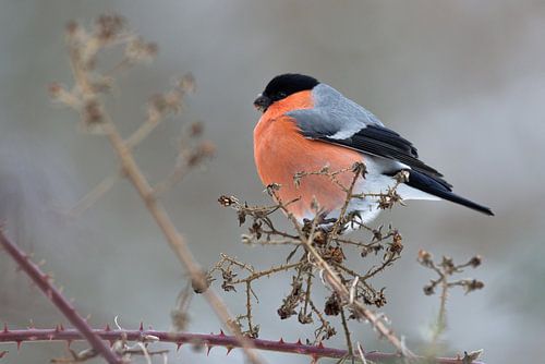 Goudvink in de winter