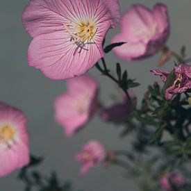 Zarte Blumen, endloser Sommer von Anjuska Slijderink