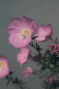 Zarte Blumen, endloser Sommer von Anjuska Slijderink