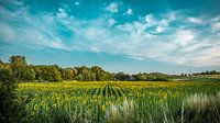Sunflowerfield in France 1