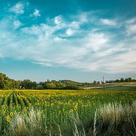 Sunflowerfield in France 1 von Onno Kemperman