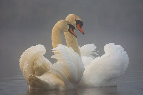 Swan Dance