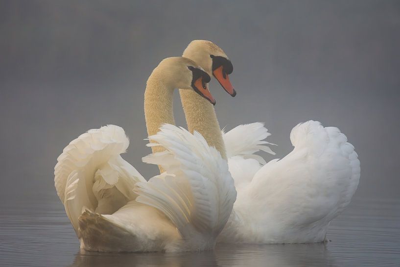Swan Dance by Peter Deschepper