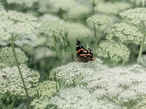 Vlinder op Fluitenkruid. Natuurlijk wonen
