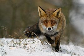 Red fox in wintertime by Menno Schaefer