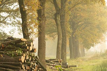 Bois et arbres abattus par un matin d'automne brumeux sur KB Design & Photography (Karen Brouwer)