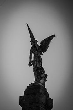 Wings – Black & White