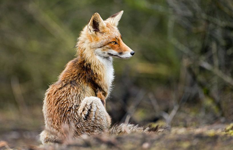 Vos von Menno Schaefer