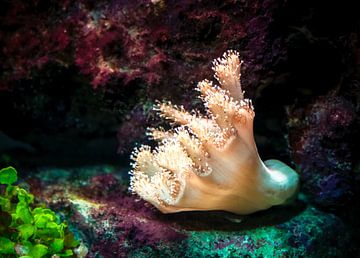 Koralen in het zeewateraquarium van ManfredFotos