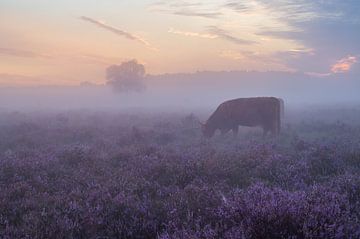 Neblige violette Heide mit schottischen Hochlandbewohnern von Tim Vlielander