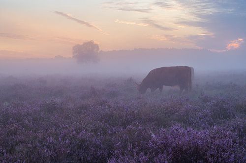 Neblige violette Heide mit schottischen Hochlandbewohnern
