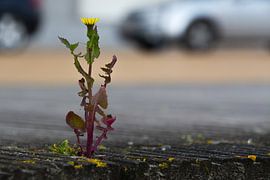 Grün in der Stadt Ostende von didier de borle