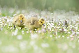 Gänseküken von Ina Hendriks-Schaafsma