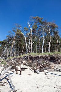 Ostsee: Darß - Weststrand