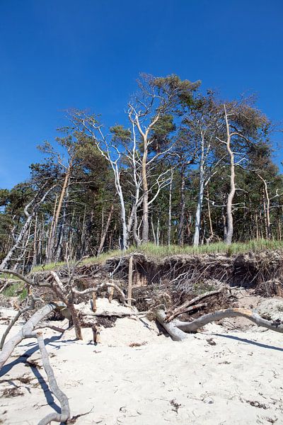 Ostsee: Darß - Weststrand von t.ART