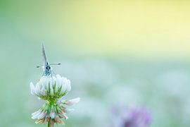 Butterfly early in the morning. by Francis Dost