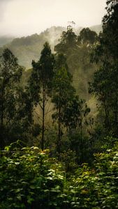Jungle verte à Madère