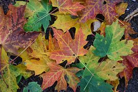 Herfstbladeren in het bos