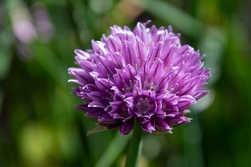 Fleur de ciboulette violette